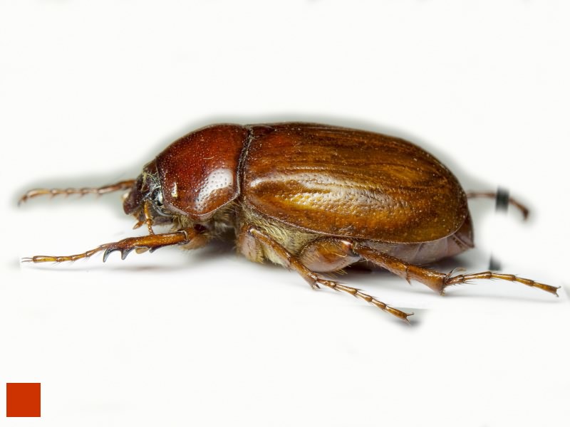 Xanthotrogus tadzhikorum Nikolajev, 2008